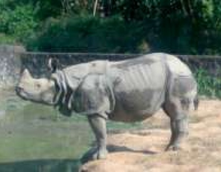 ZOOLOGICAL GARDEN